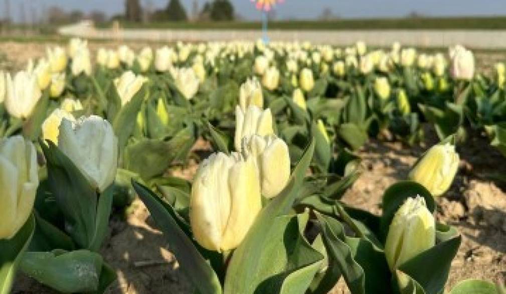 Sant'Andrea di Barbarana: un &quot;sole&quot; di 36 mila tulipani in memoria di Michela