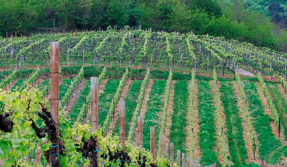 Cambiamenti al Consorzio Asolo prosecco e vini del Montello per la vendemmia 2024