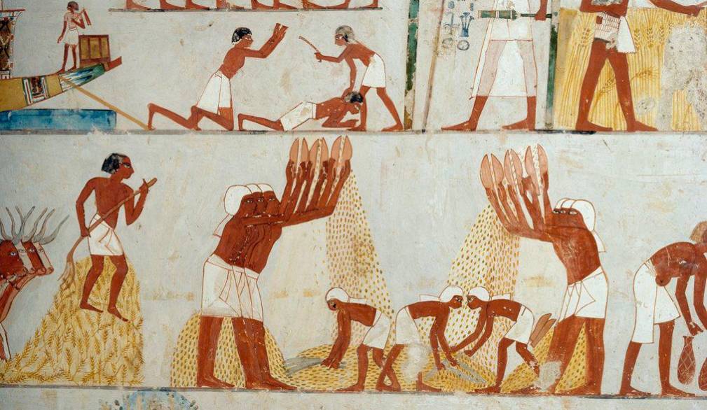 “Raccolto, trebbiatura e ventilazione del grano” (dettaglio), affreschi nel vestibolo della Tomba di Menna, Necropoli di Sheikh Abd el Qurnah, Luxor, Tebe Egitto 18ª Dinastia