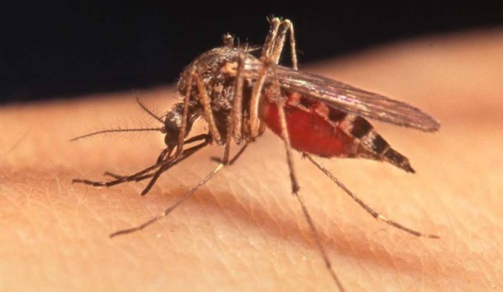 Veneto Orientale: si intensifica la lotta alle zanzare infette del virus West Nile