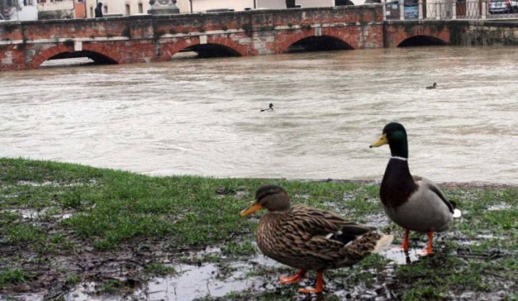 Veneto nella morsa del maltempo: esondazioni in tutto il territorio