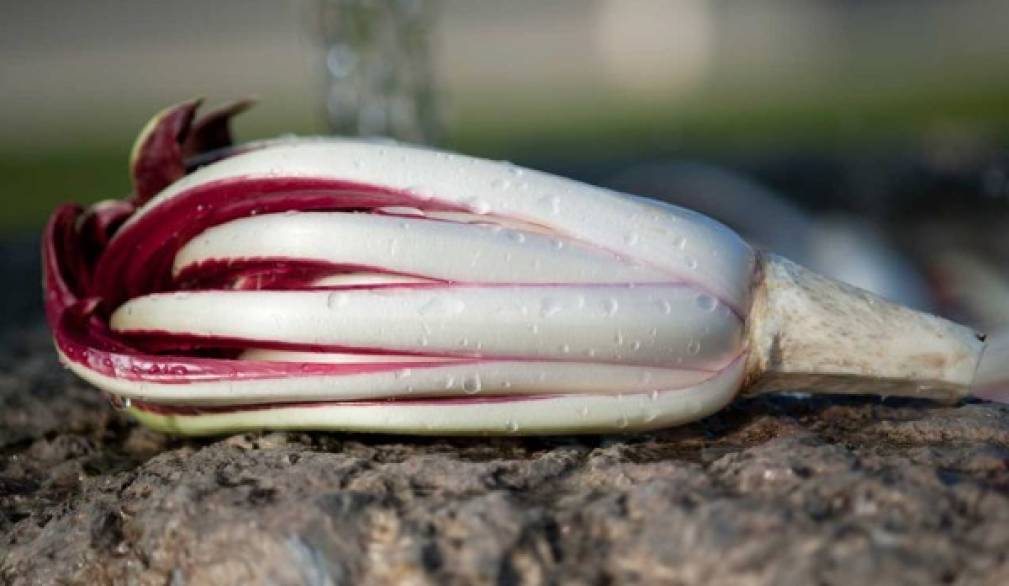 Radicchio in mostra a Mogliano e a Castelfranco