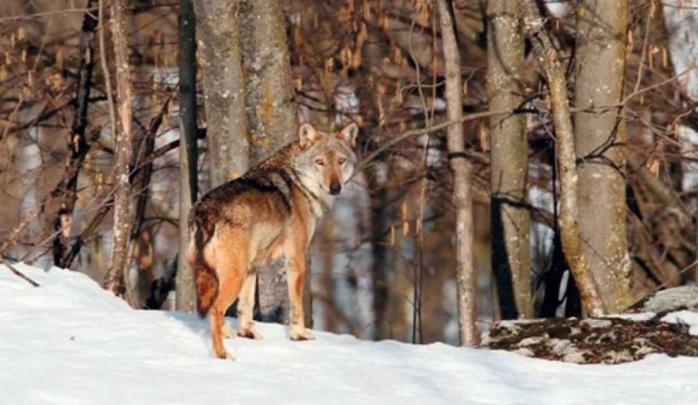 Il ritorno dei lupi sul Grappa