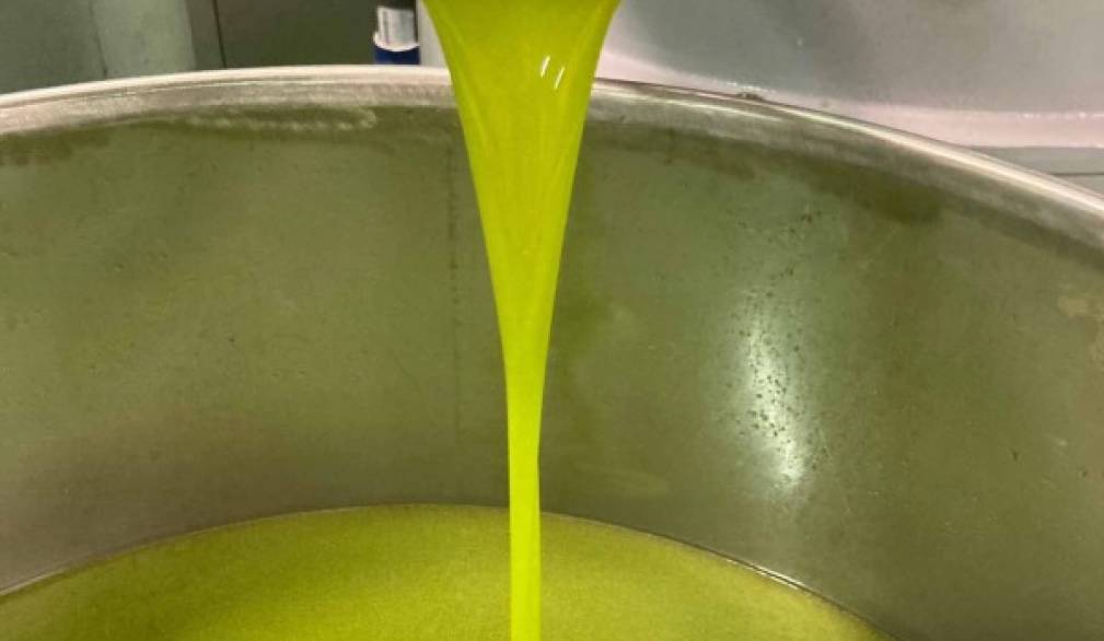 Olio, ottima annata. A Maser produttori soddisfatti