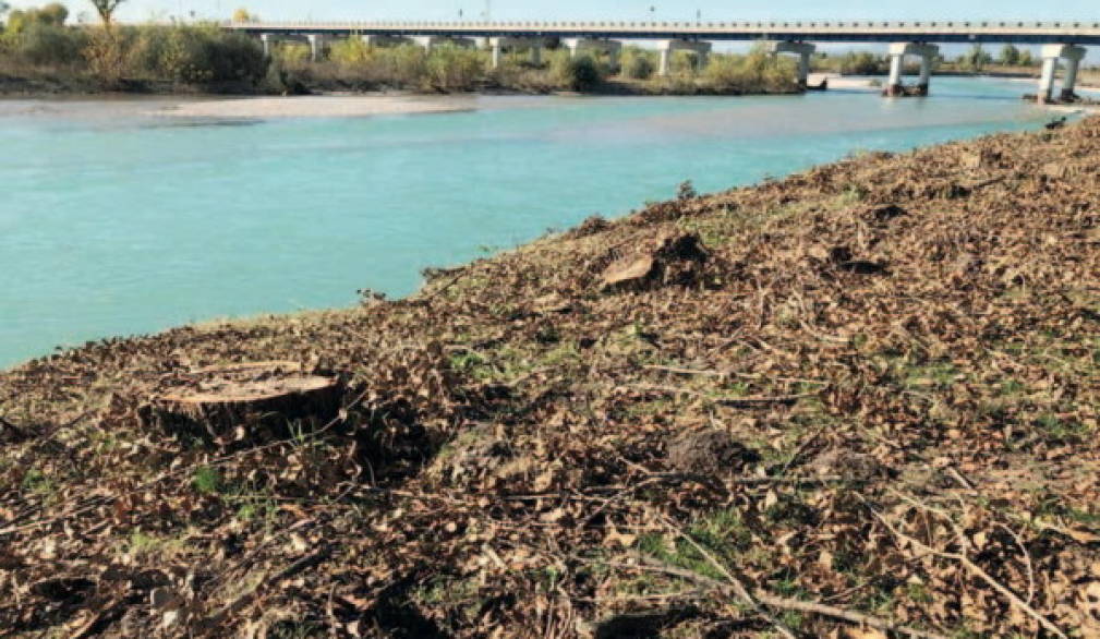 Cimadolmo: &quot;Il taglio degli alberi provoca scempio ambientale&quot;