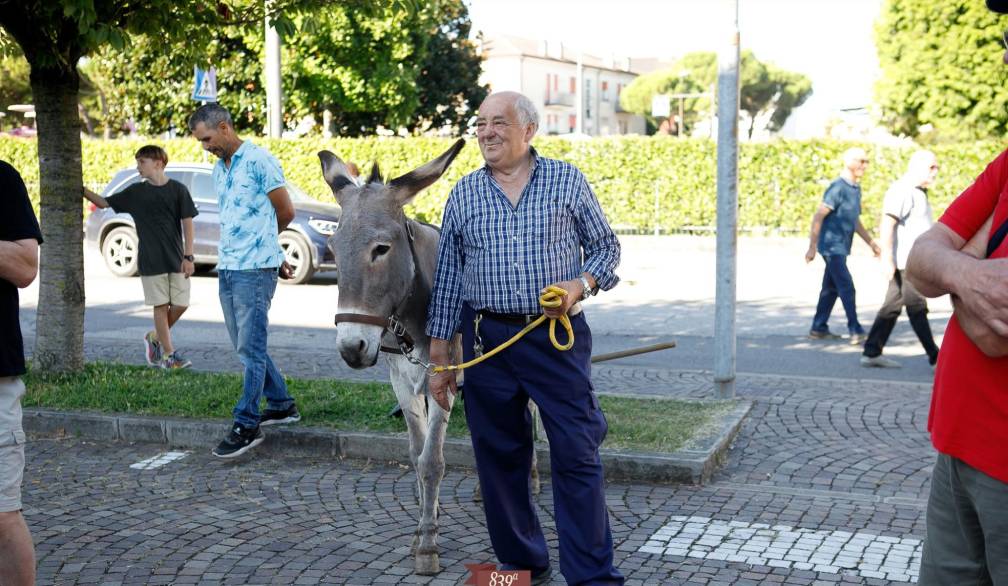 Fiera dei Mussi a Trebaseleghe