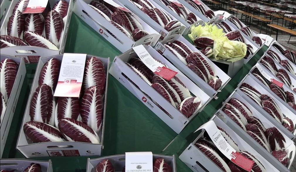 Al via a Rio San Martino la festa del radicchio, ma c’è preoccupazione