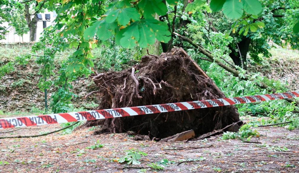 albero sradicato a treviso (fotofilm)