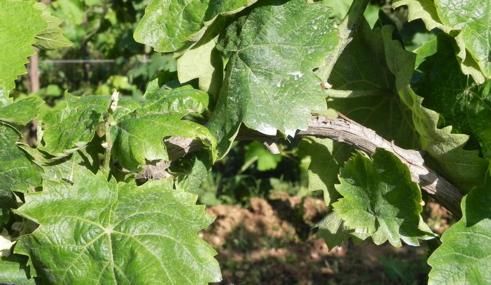 C’è obbligo di intervenire contro la flavescenza dorata della vite