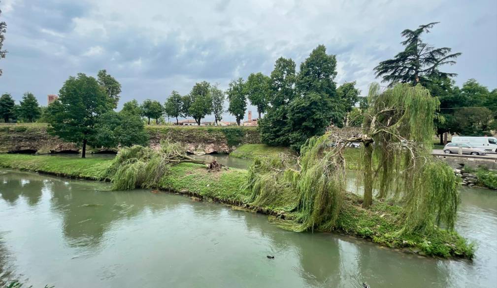 alberi caduti a treviso in zona mura (fotofilm)