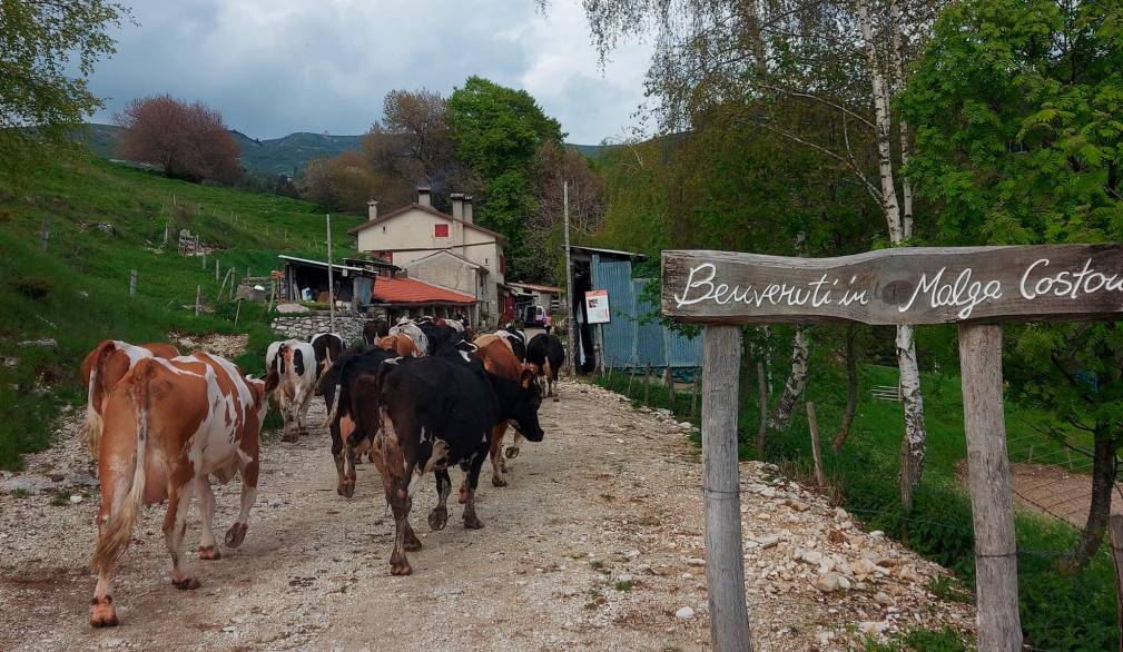 Malghe del grappa: sos cinghiali, lupi e costi alti