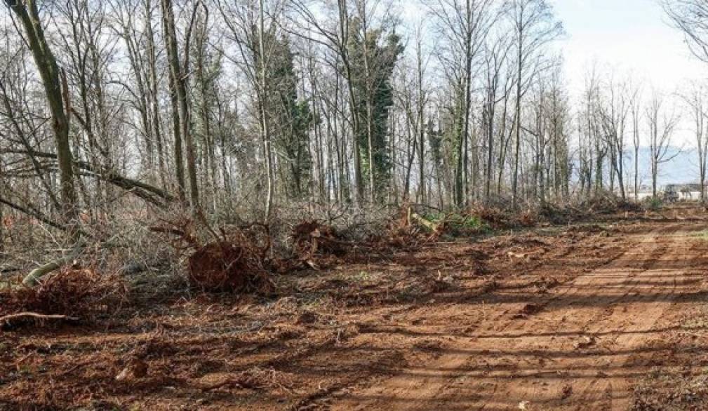 Pedemontana: riprendono i lavori a San Vito in corrispondenza del bosco della Speranza