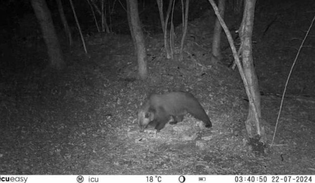 Avvistato un orso sul massiccio del Grappa