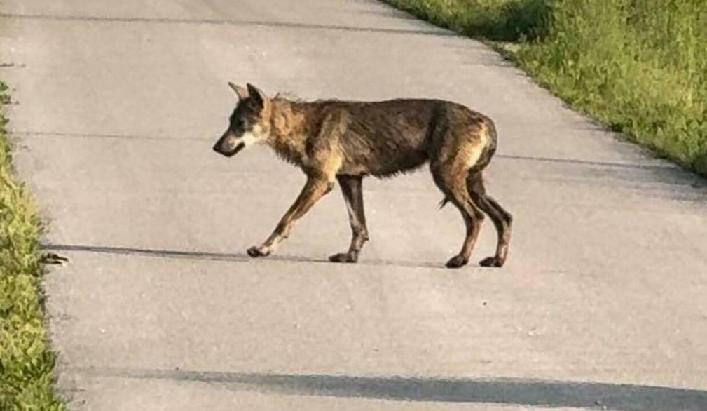 Catturata la “lupa del Piave”. E’ in salute e in luogo sicuro