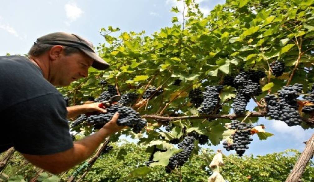 Vendemmia 2015: potrebbe essere un'ottima annata a nordest