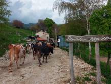 Malghe del grappa: sos cinghiali, lupi e costi alti