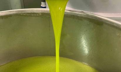 Olio, ottima annata. A Maser produttori soddisfatti