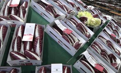 Al via a Rio San Martino la festa del radicchio, ma c’è preoccupazione