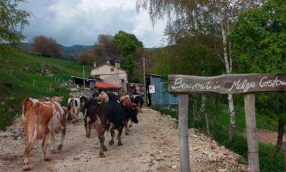 Malghe del grappa: sos cinghiali, lupi e costi alti