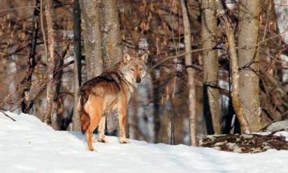 Il ritorno dei lupi sul Grappa