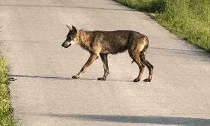 Catturata la “lupa del Piave”. E’ in salute e in luogo sicuro