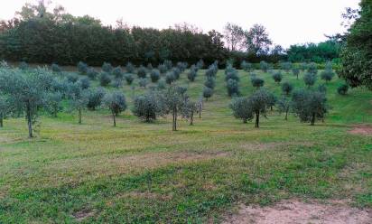 Olio di oliva del Montello: ritorno a una coltura antica