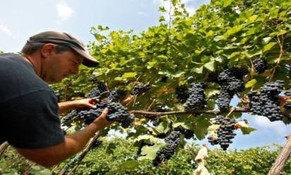 Vendemmia 2015: potrebbe essere un'ottima annata a nordest